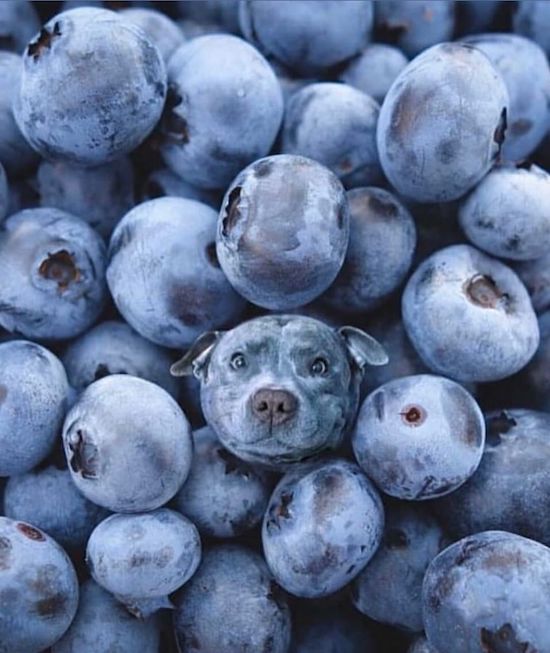 blueberries memes