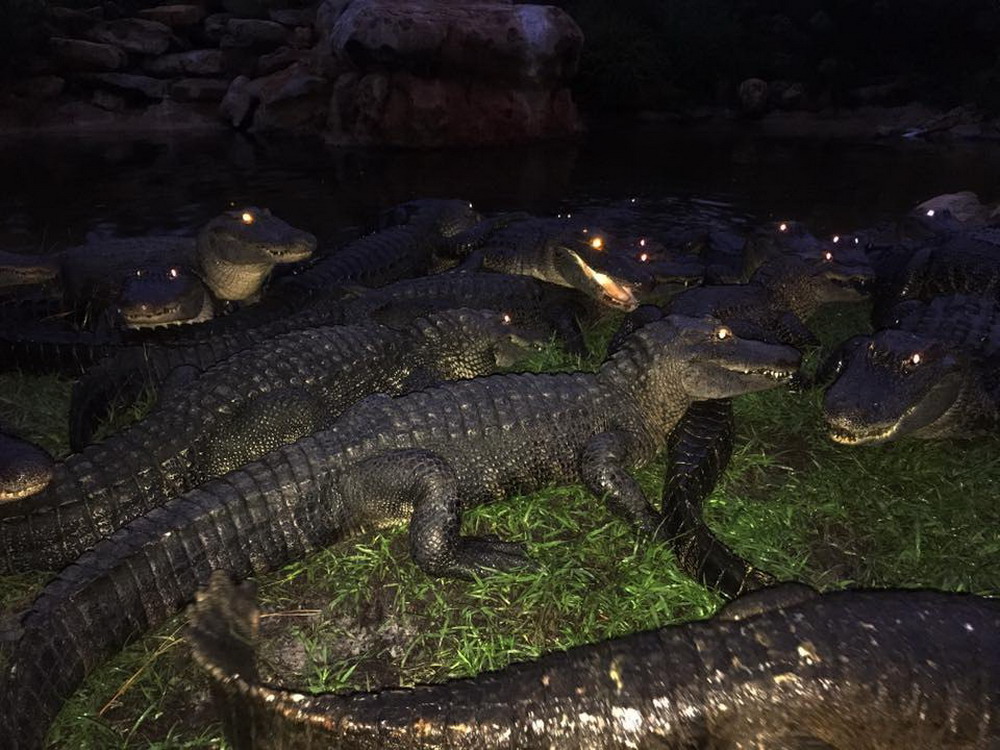 orlando gatorland alligator night