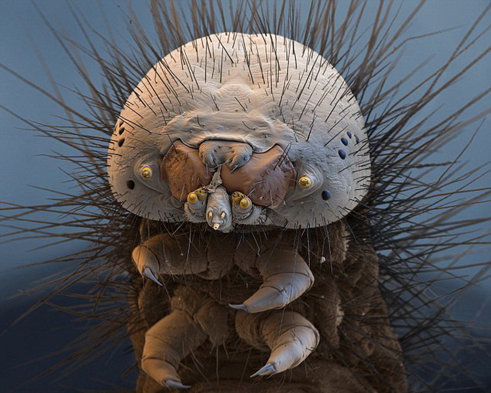 caterpillar microscope