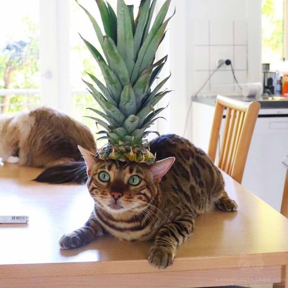 animal with pineapple