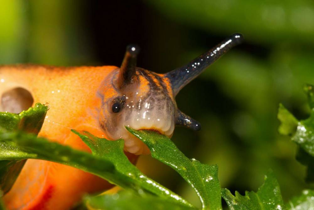 slug eating leaf