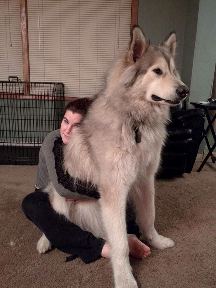 extra large husky sitting on woman