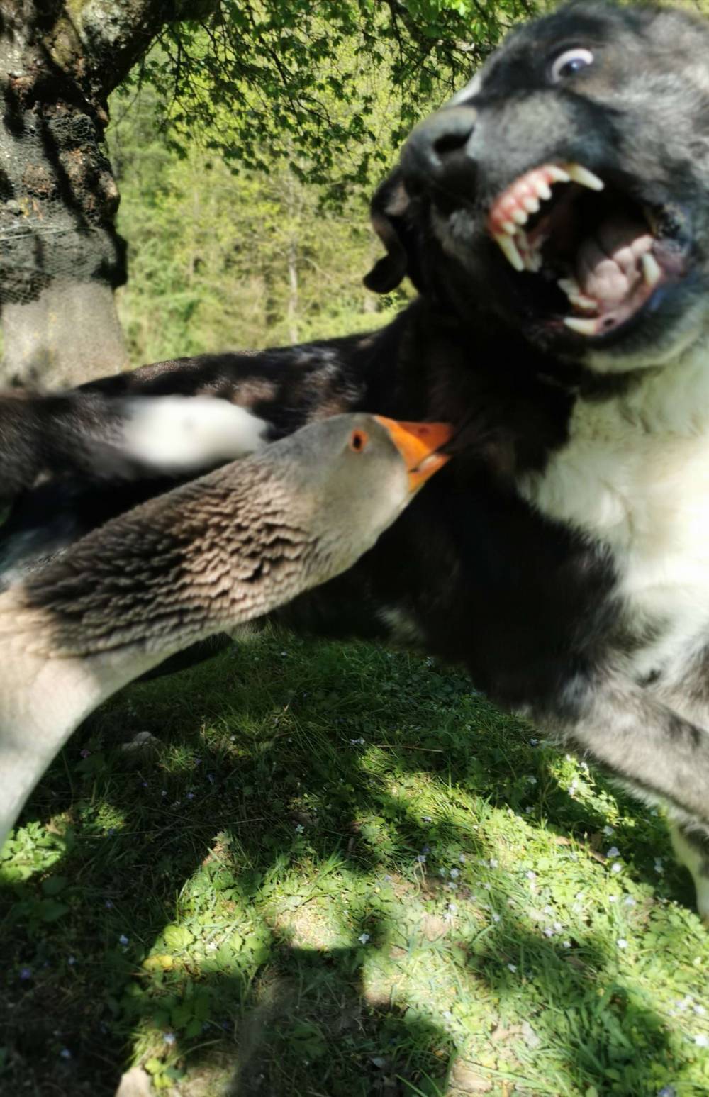 goose fighting dog