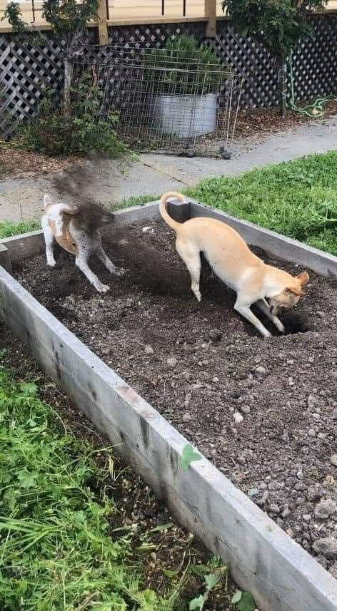dog kicking dirt in another dog's face