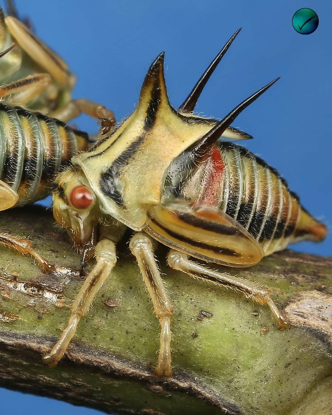 close up creepy bug