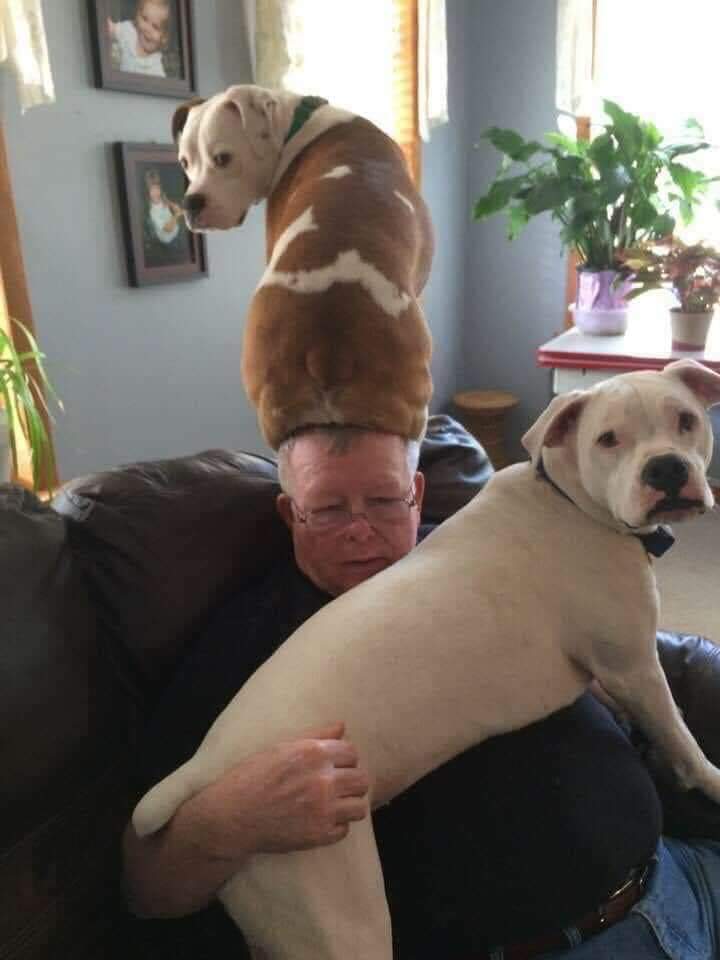 dog on head