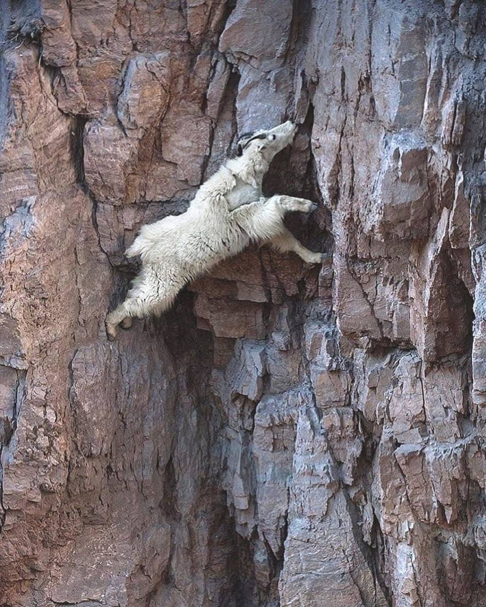 mountain goat on wall