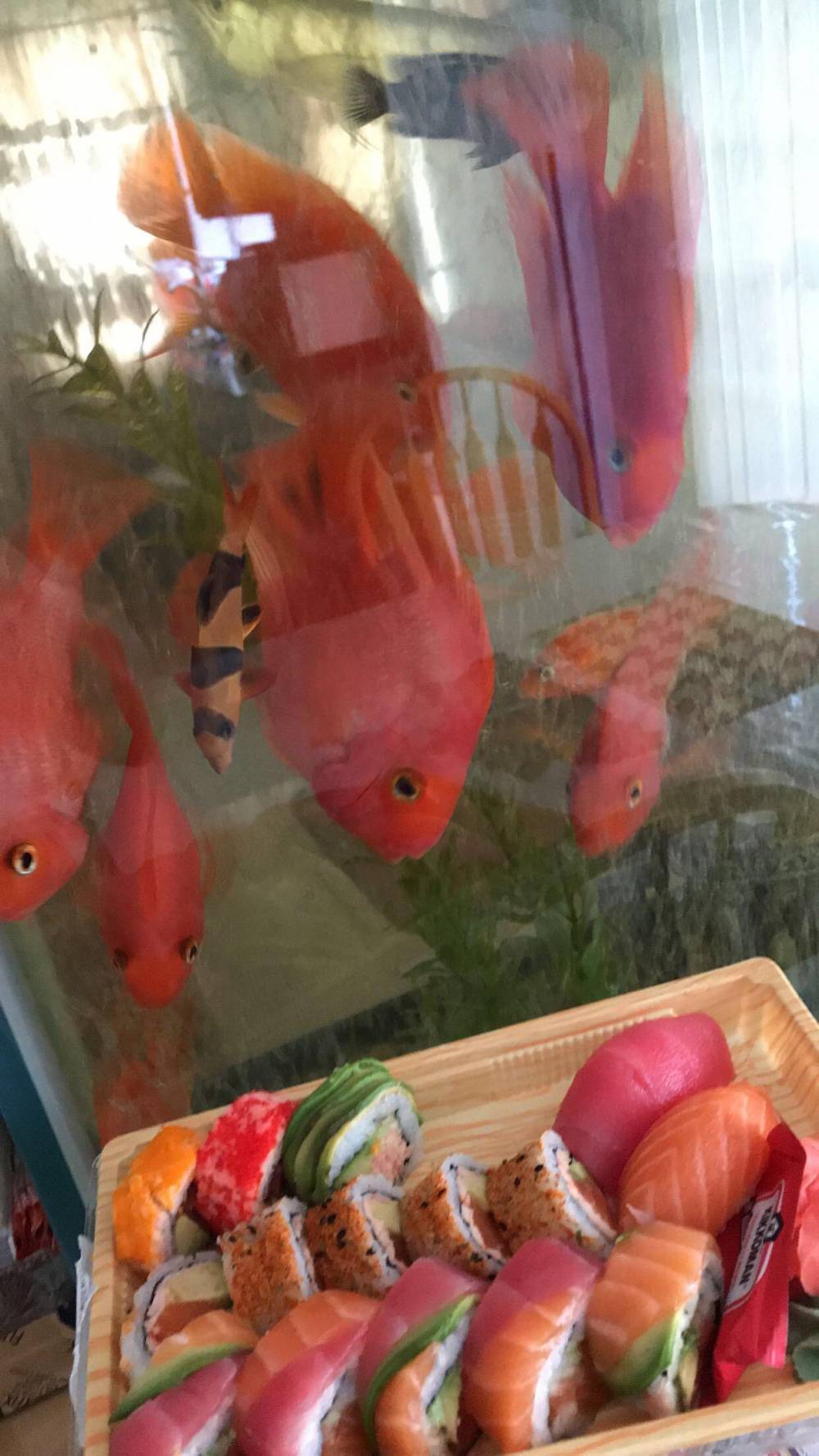 fish looking at sushi