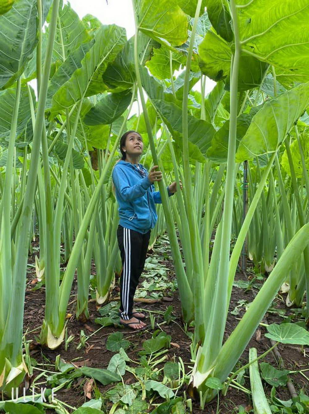 girl inspecting really large plants