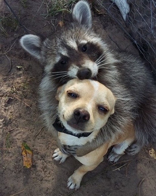 raccoon hugging a dog