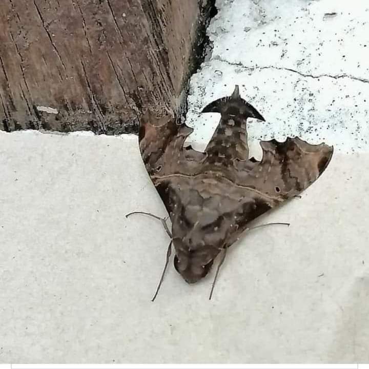 scary creepy moth