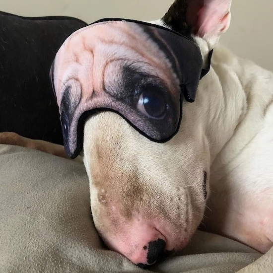 dog wearing dog eye sleep mask