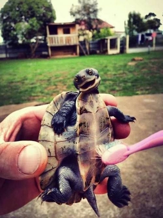 turtle being tickled