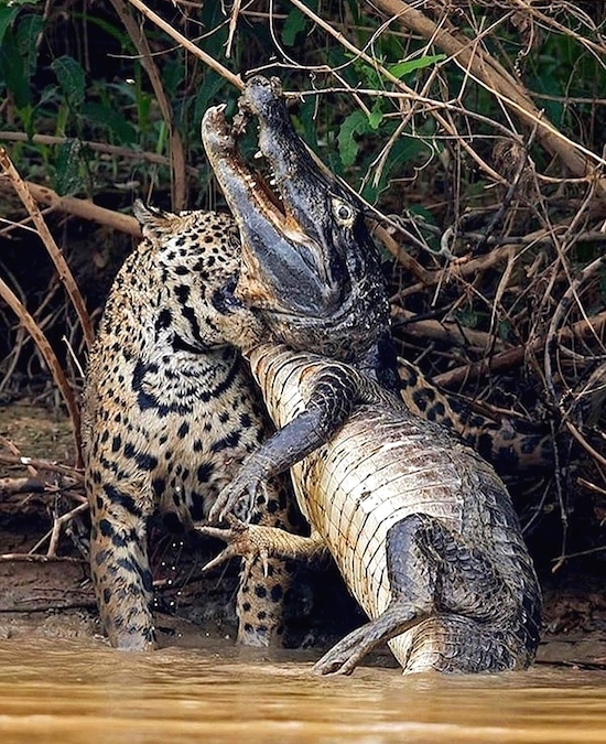 jaguar vs crocodile