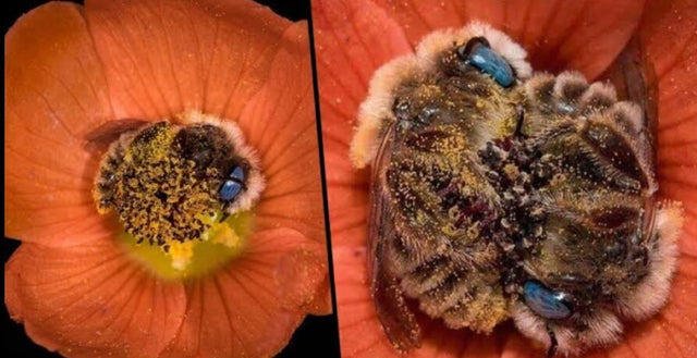 These bees (diadasia diminuta) sleep inside specific flowers called globe mallows — this type of bee is therefore known as the globe mallow bee.