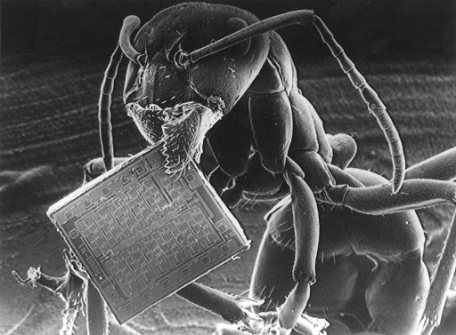 Taken with a Philips Scanning Electron Microscope, this image shows an ant carrying a memory storage chip from a computing machine.