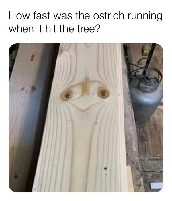 ostrich wood plank - How fast was the ostrich running when it hit the tree?