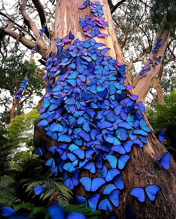Blue is the most rarely occurring pigment on our planet. These blue morpho butterflies do not have a single pigment of blue in their wings. The microscopic structures of their wings filter out all light except this blue you see. It’s all diffraction. There are no vertebrates on this planet (that we know of) who produce blue pigment.