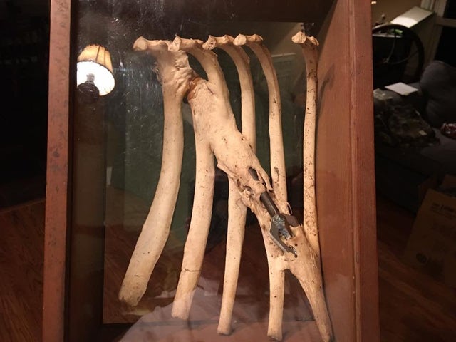 Deer Survived for Years After Bone Grew Over This Arrow in Its Ribs
