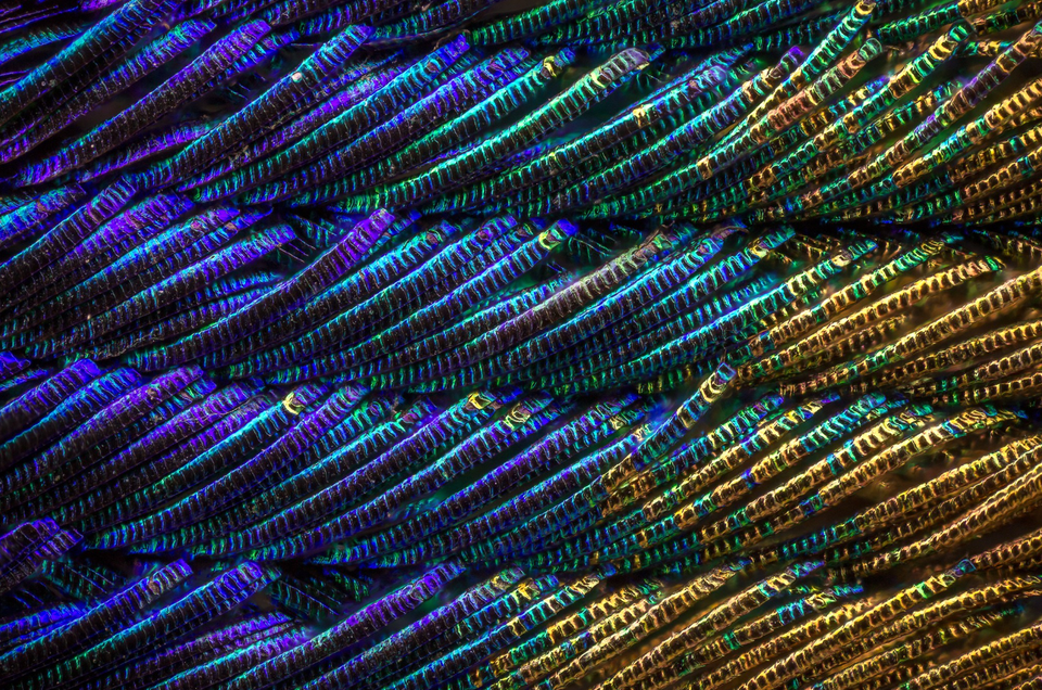 This is what a peacock feather looks like up close. Who else thought this was some insane welding project at first?