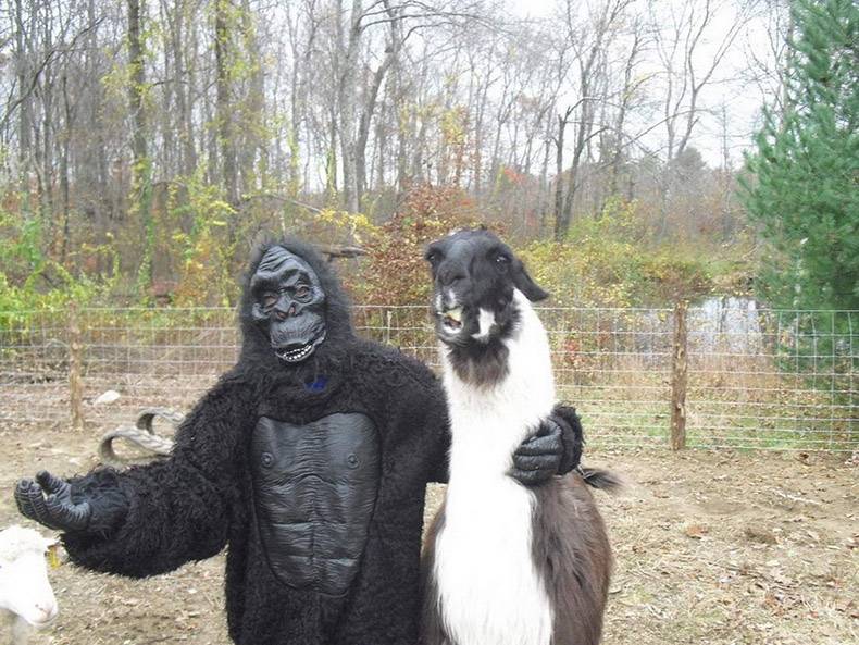 funny pics and memes - alpaca and gorilla