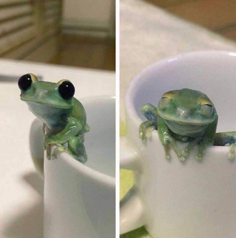 funny pics and memes - cute frog meme