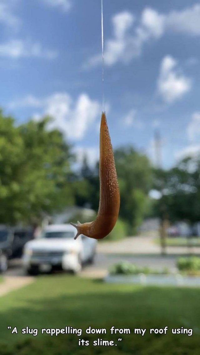 sky - "A slug rappelling down from my roof using its slime."