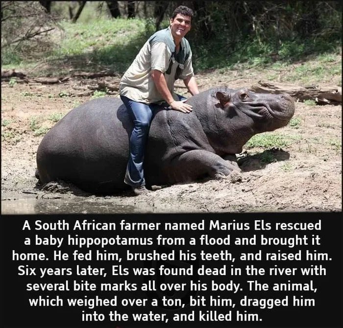 friendly wild animals - A South African farmer named Marius Els rescued a baby hippopotamus from a flood and brought it home. He fed him, brushed his teeth, and raised him. Six years later, Els was found dead in the river with several bite marks all over 
