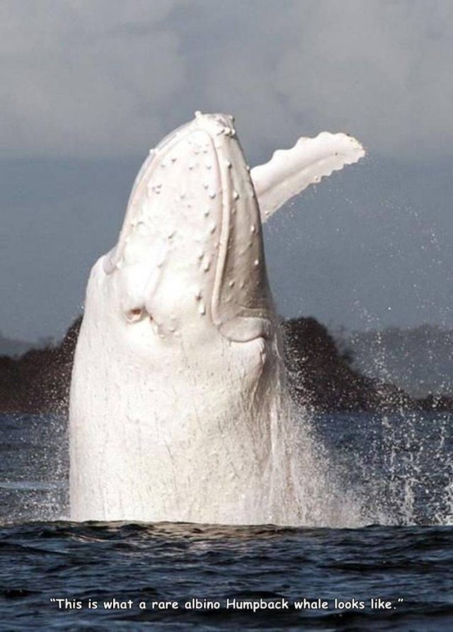 albino animals - "This is what a rare albino Humpback whale looks ."