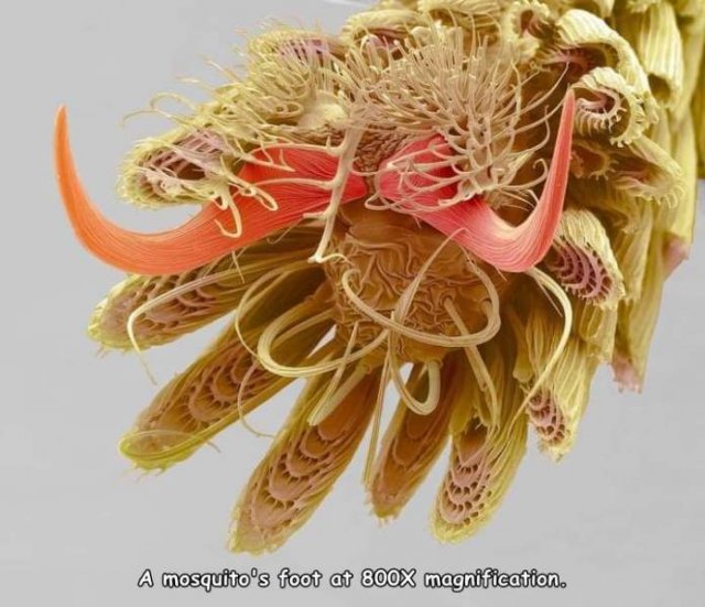 mosquito foot at 800x magnification - A mosquito's foot at 800x magnification.