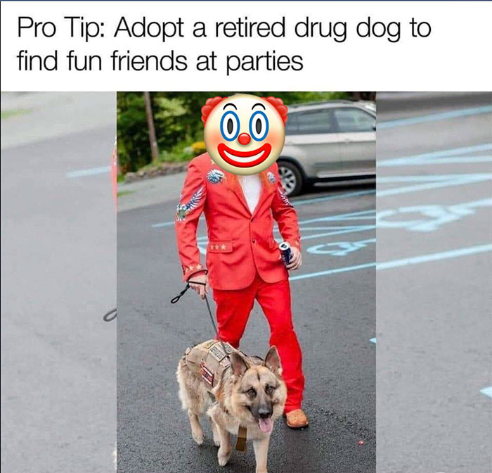 adopt a retired drug dog to find fun friends at parties - Pro Tip Adopt a retired drug dog to find fun friends at parties
