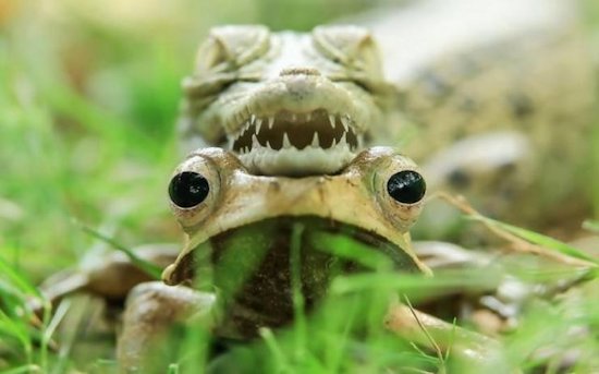 frog head