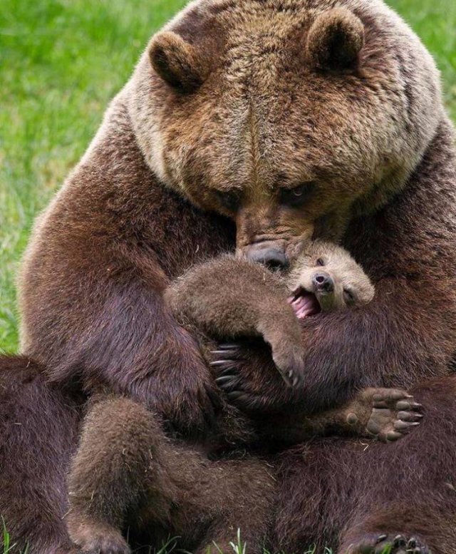 mama bear hug