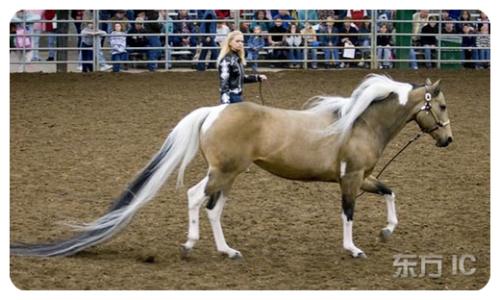 Amazing The Longest Tail on a Horse