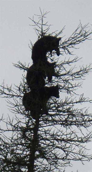 Bears in a tree.
