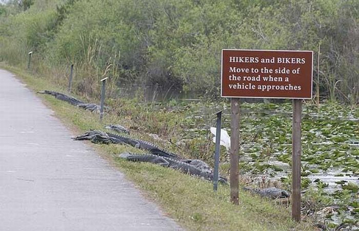 Alligators Now Able To Manufacture Signage.