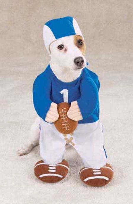 Dog Halloween Costumes.