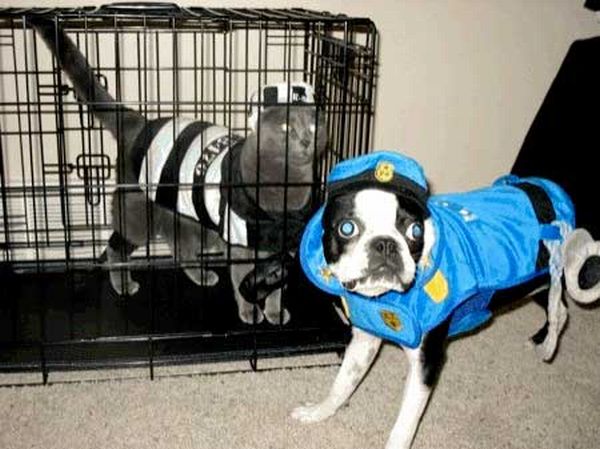 Dog Halloween Costumes.