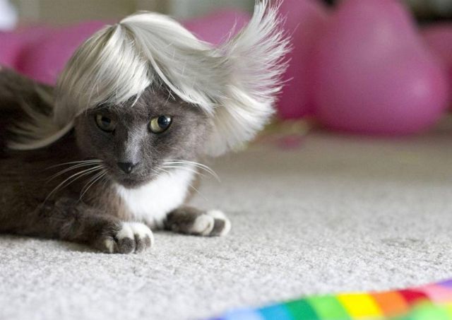 Cat Wigs.