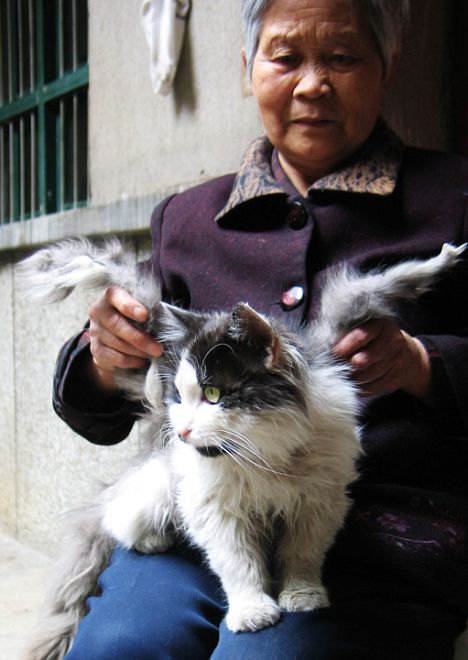 This cute kitty began sprouting bumps on its back, which later turned into wing-like growths, during a recent spell of hot weather in China's Sichuan province.