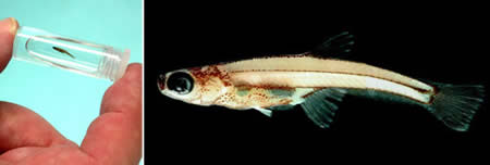 0.3 inch long fish