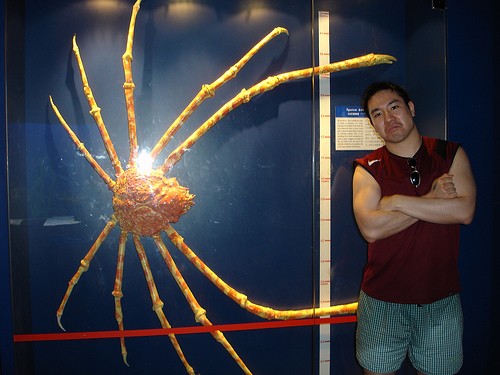 Giant Spider Crab which can grow up to 12 feet in dia.