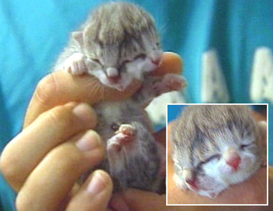 Kitten born with two faces.
