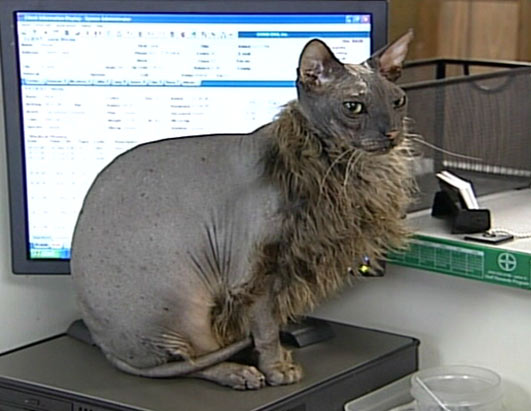 Old cat which only grows hair on it's chest.
