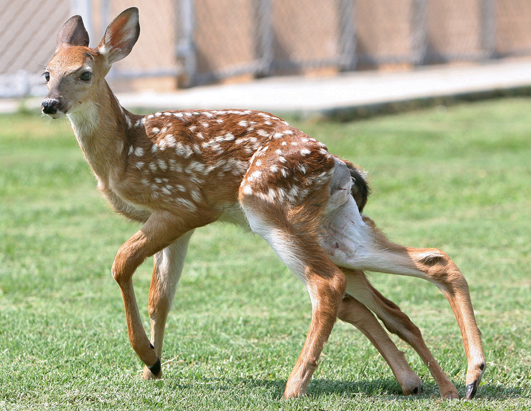 A six legged deer.