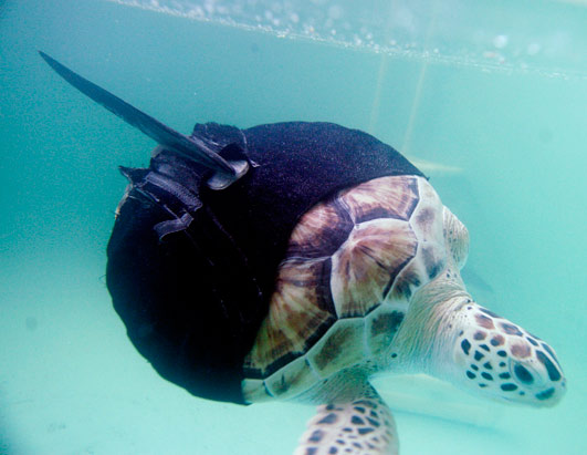 Without the prosthetic fin, this one legged turtle would swim in circles lol.