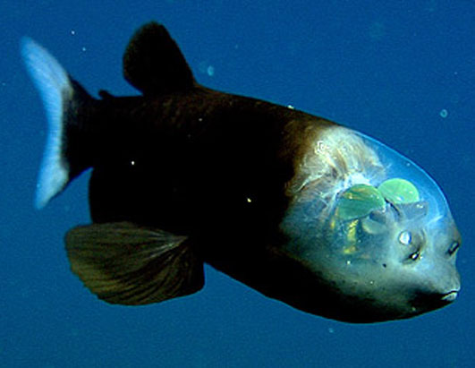 A fish with a transparent head. It's eyes are inside it's head.