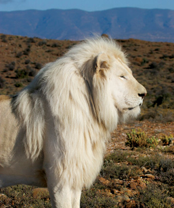 Rare adult Albino Lion.