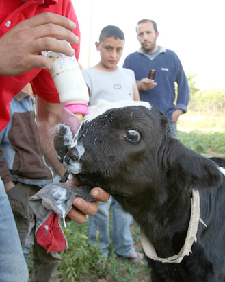 A calf born with no upper jaw.