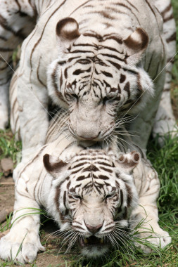 two tigers matin